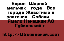 Барон (Шарпей), мальчик 3 года - Все города Животные и растения » Собаки   . Ямало-Ненецкий АО,Губкинский г.